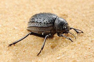 Image showing Darkling beetle on the sand