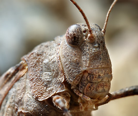 Image showing Grasshopper Oedipoda caerulescens close-up