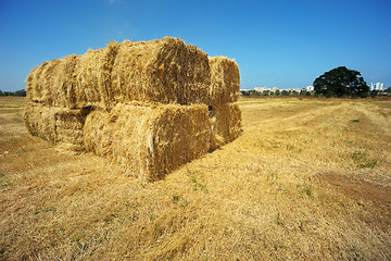 Image showing Harvesting