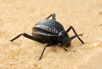 Image showing Darkling beetle on the sand