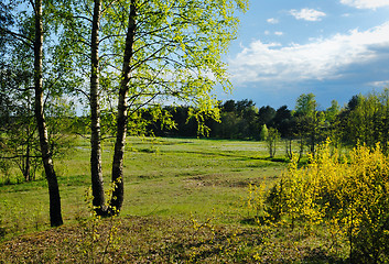 Image showing Rural landscape with birches 