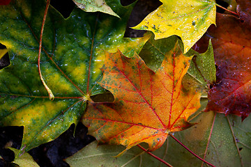 Image showing Maple Autumn Leaves