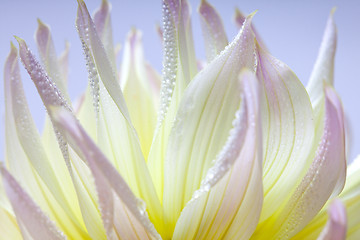 Image showing Dahlia flower with dew drops