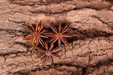 Image showing Anise stars