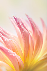 Image showing Dahlia flower with dew drops