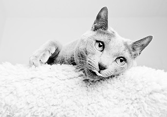 Image showing Russian Blue Cat