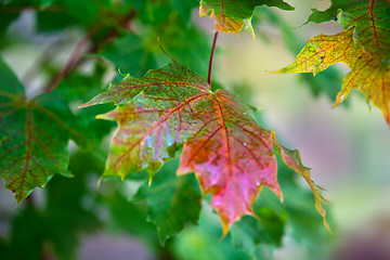 Image showing Maple Autumn Leaves