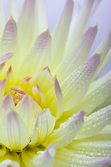 Image showing Dahlia flower with dew drops