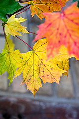 Image showing Maple Autumn Leaves