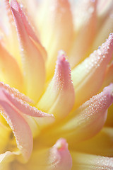 Image showing Dahlia flower with dew drops