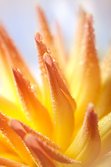 Image showing Dahlia flower with dew drops