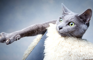 Image showing Russian Blue Cat