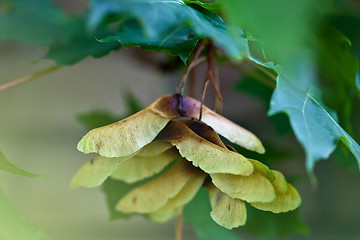 Image showing Maple Autumn Leaves