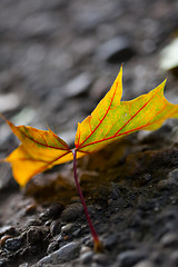 Image showing Maple Autumn Leaves