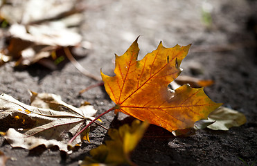 Image showing Maple Autumn Leaves