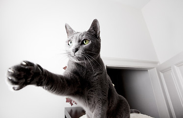 Image showing Russian Blue Cat