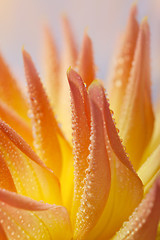 Image showing Dahlia flower with dew drops