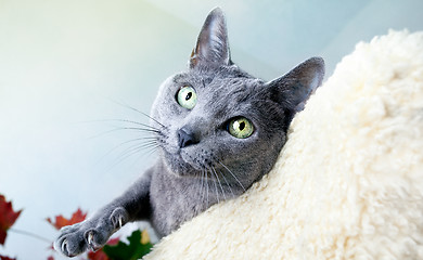 Image showing Russian Blue Cat