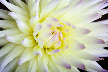 Image showing Pastel colored dahlia flower