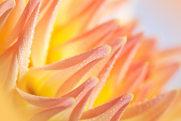 Image showing Dahlia flower with dew drops