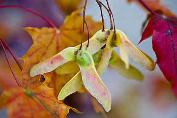 Image showing Maple Autumn Leaves