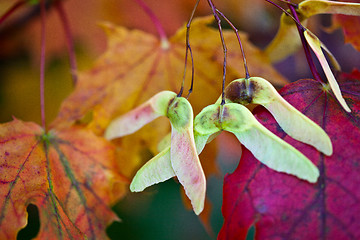 Image showing Maple Autumn Leaves