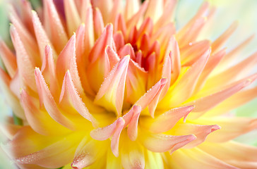 Image showing Dahlia flower with dew drops