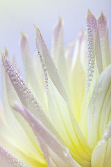 Image showing Dahlia flower with dew drops