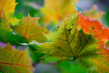 Image showing Maple Autumn Leaves