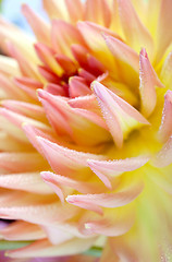 Image showing Dahlia flower with dew drops