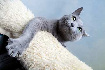 Image showing Russian Blue Cat