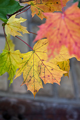 Image showing Maple Autumn Leaves