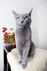 Image showing Russian Blue Cat