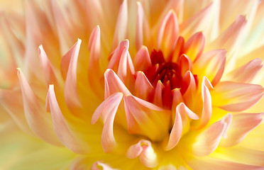 Image showing Pastel colored dahlia flower