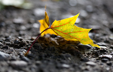 Image showing Maple Autumn Leaves