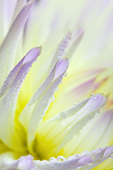 Image showing Dahlia flower with dew drops