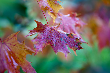 Image showing Maple Autumn Leaves