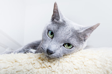 Image showing Russian Blue Cat