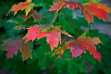 Image showing Maple Autumn Leaves