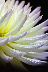 Image showing Dahlia flower with dew drops