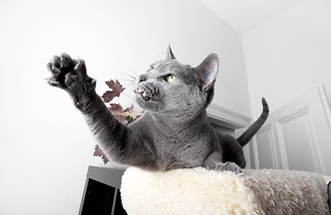 Image showing Russian Blue Cat