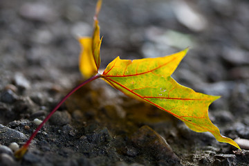 Image showing Maple Autumn Leaves