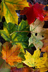 Image showing Maple Autumn Leaves