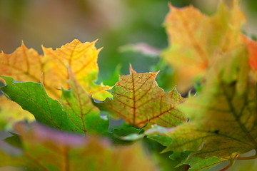 Image showing Maple Autumn Leaves