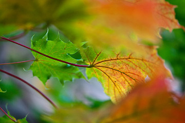 Image showing Maple Autumn Leaves