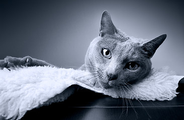 Image showing Russian Blue Cat