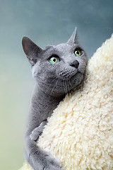 Image showing Russian Blue Cat