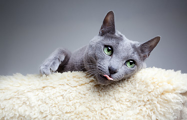 Image showing Russian Blue Cat