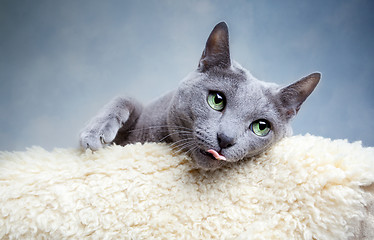 Image showing Russian Blue Cat