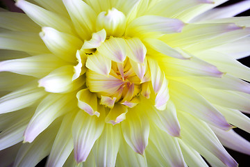 Image showing Pastel colored dahlia flower